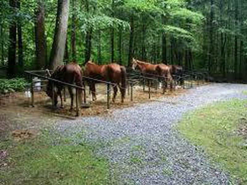 Four horses per campsite