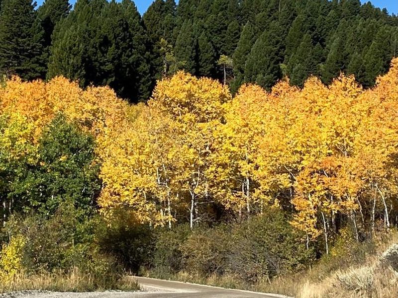 On the way to Trail Creek Cabin via Newman Creek Road in autumn