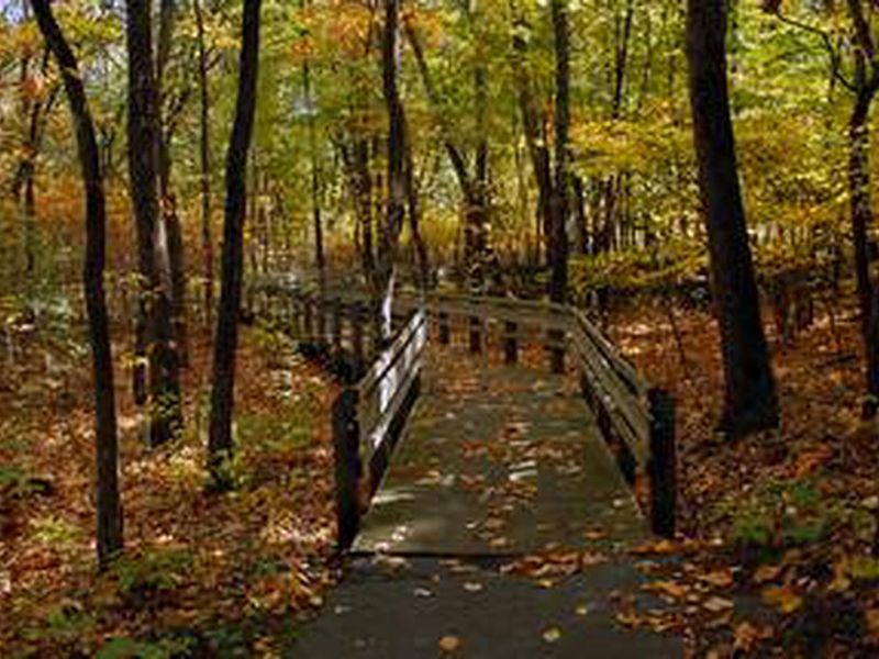 Wooded trail in the fall.