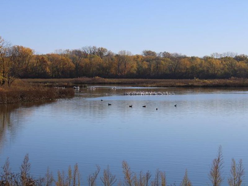 Bob Shetler Ponding Area