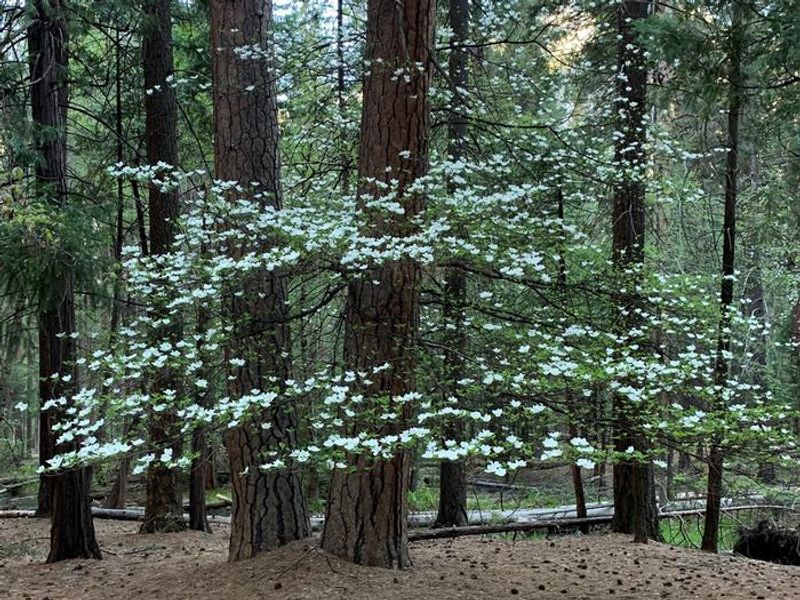Upper Pines dogwood
