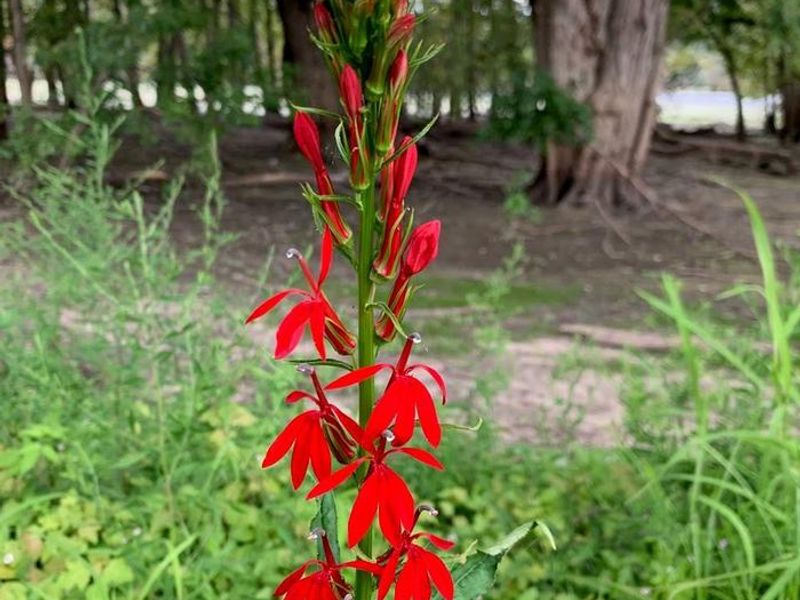 Cardinal Flower, Lower loop of Park