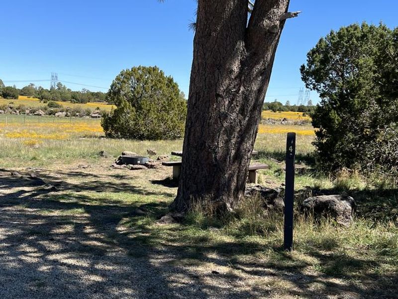 Forked Pine Campground - Site 4