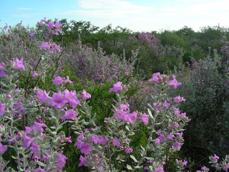 Blooming Cenizo 277 N Group Campground Preview