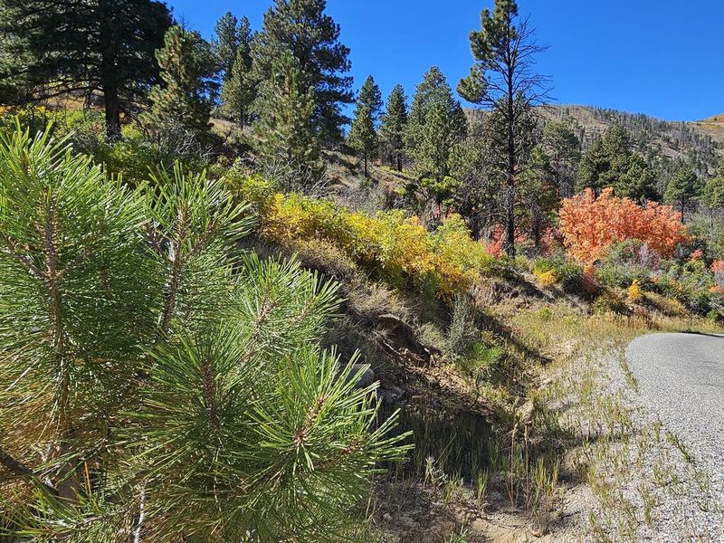 Fall colors along the road to Price Canyon campground
