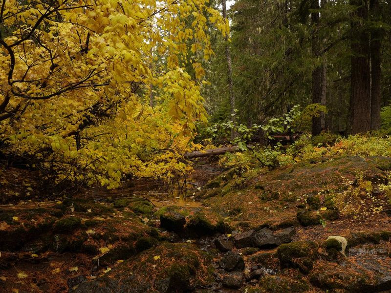 Forest at Peterson Prairie