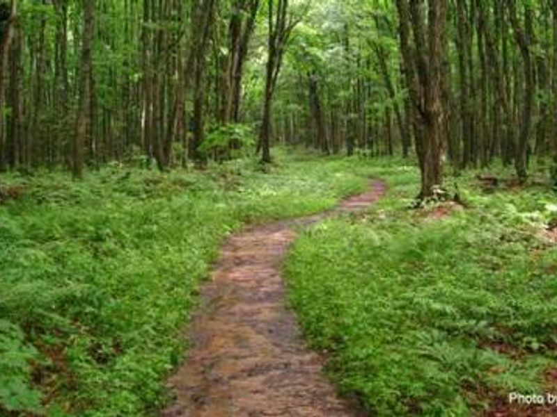 Picture of a section of hiking trail in mature forest
