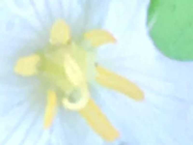 a trillium flower found at Clay Creek Recreation Site