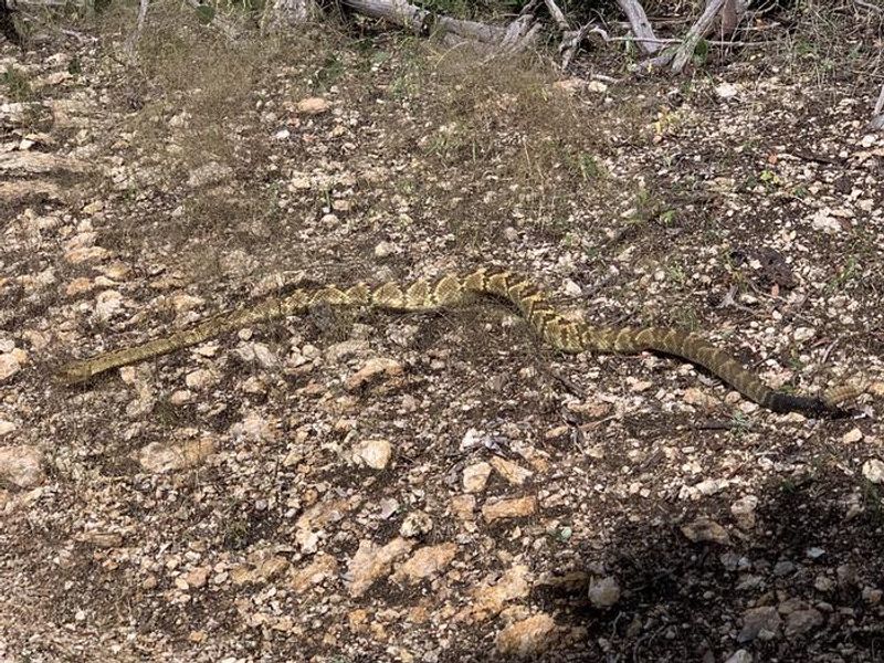 A black tailed rattlesnake, one of a handful of rattlesnake varieties found in Saguaro NP