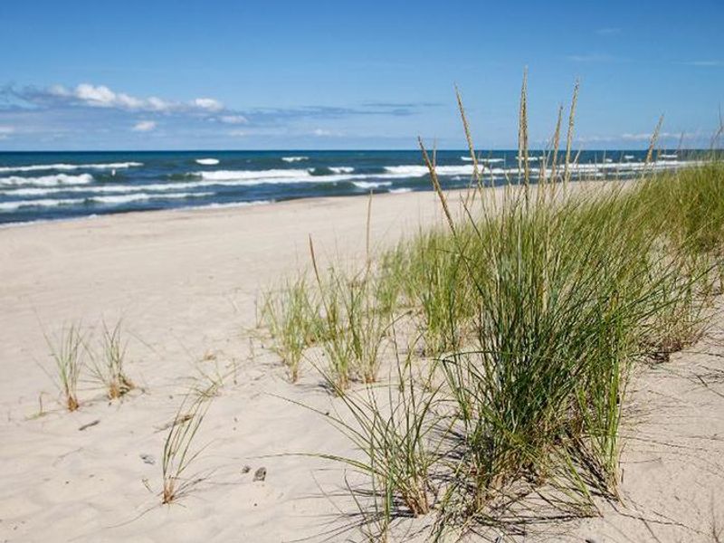 Grasses on a sansy beach near Mt. Baldy