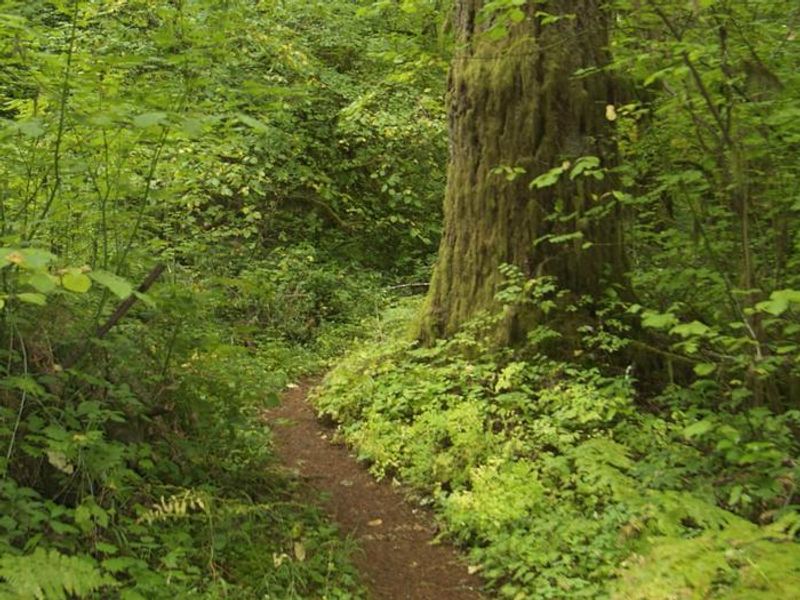 Some greenery on the Shotgun Loop Trail. 