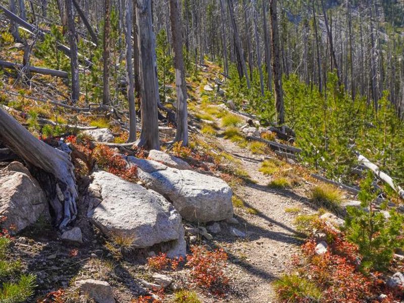 Trail through an old burn to the lookout