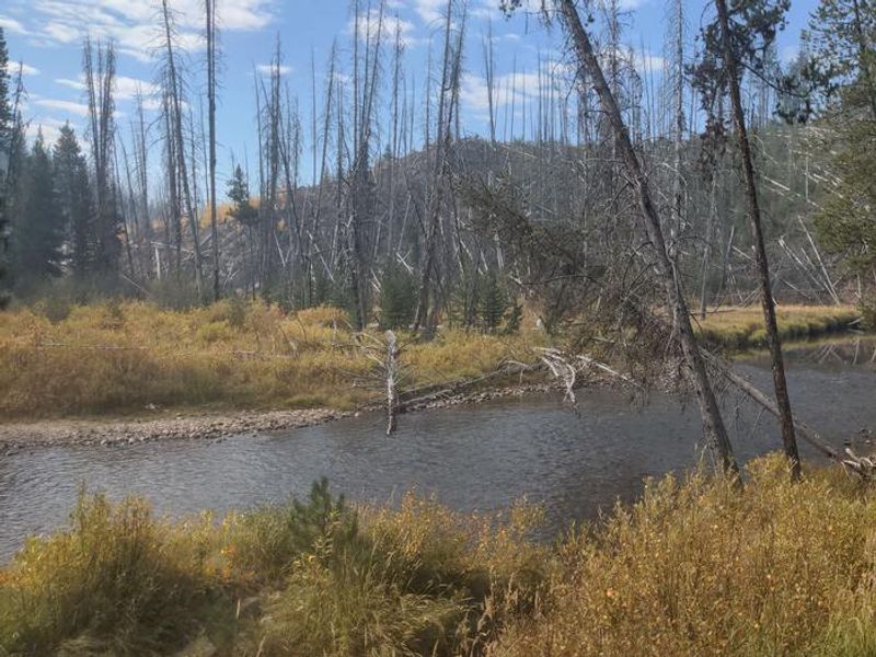 Secesh River flowing near Chinook Campground