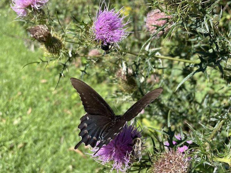 A photo of a butterfly on a flower outside the facility of Loft Mountain Campground