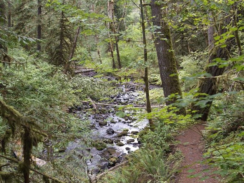 View of the creek from the Shotgun loop trail. 
