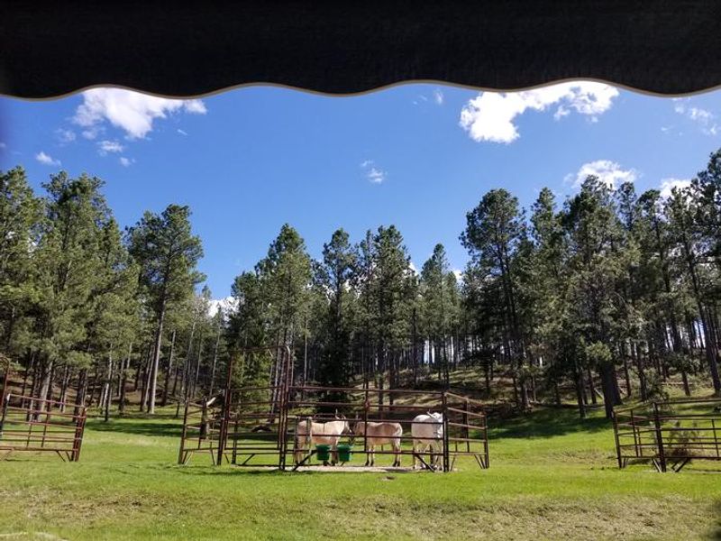 View of corral with horses