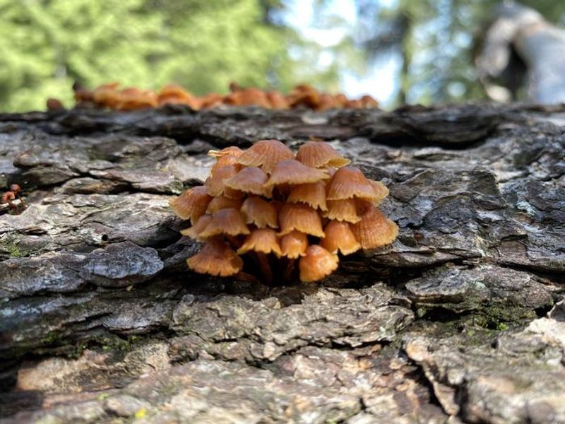 Mushrooms sprouting out of fallen trees after a robust monsoon season