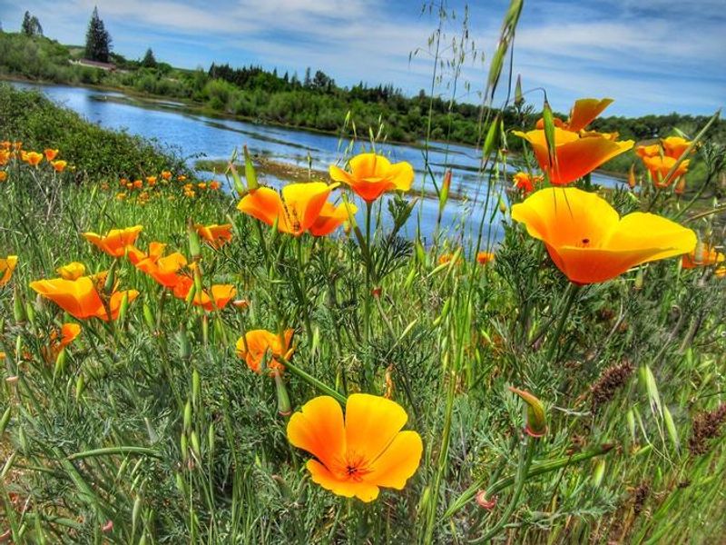 See native wildflowers such as California Poppy during spring season throughout the park