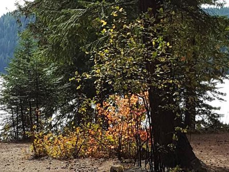 Reeder Bay Campground Site 19