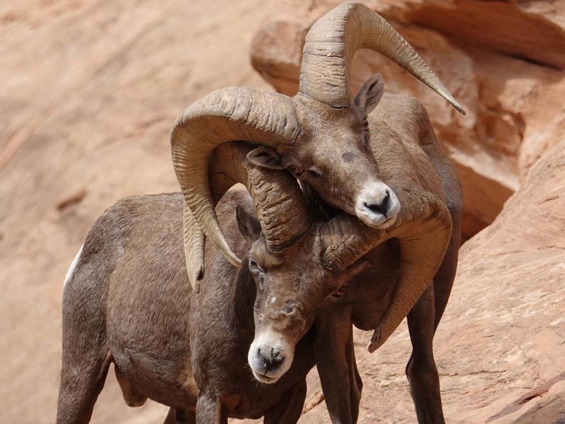 Wildlife at Colorado National Monument