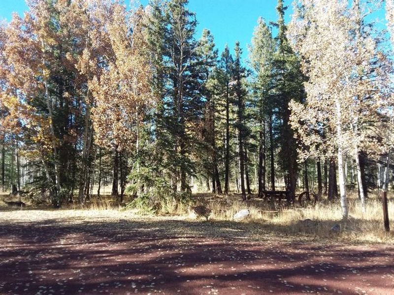 WINN Campground Site 63 