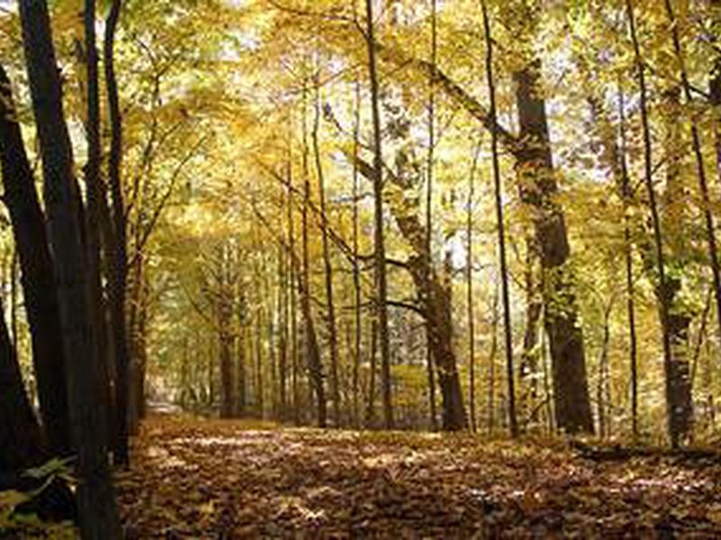 Chellberg Farm Trail in the fall in Indiana Dunes National Lakeshore.