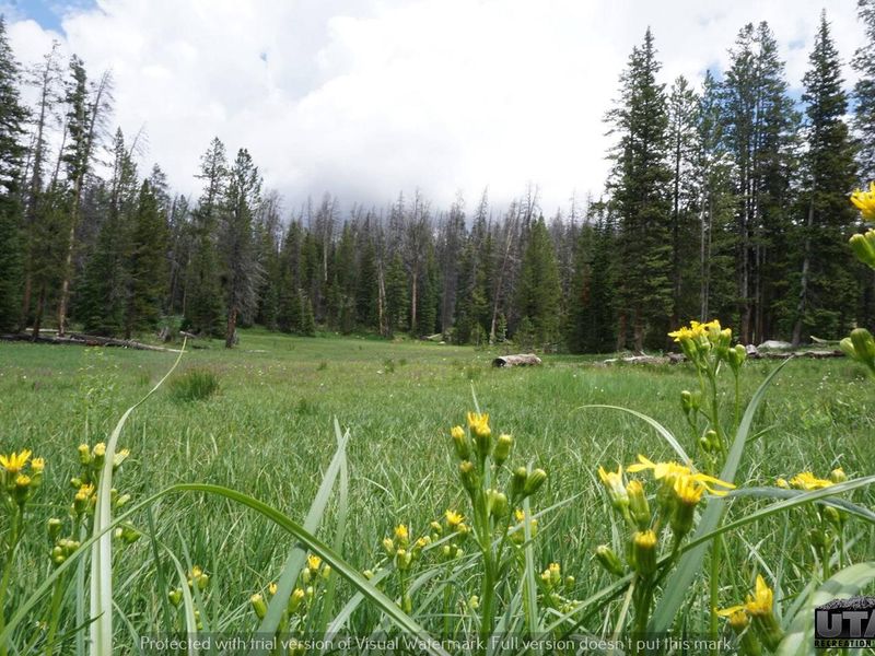 Trial Lake Campground