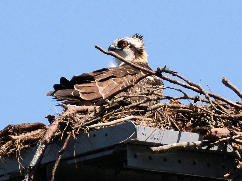 Old 41 #3 Campground.  Osprey nest near campground boat ramp.