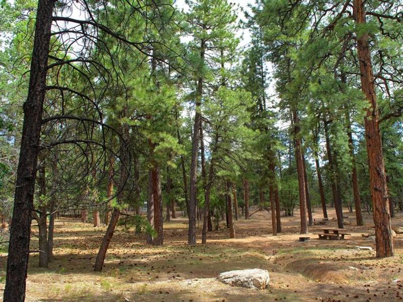 Campsites in Aspen and Fir Loops, Mather Campground