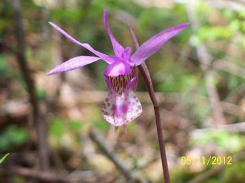 Calypso orchid seen along the trails in the spring.