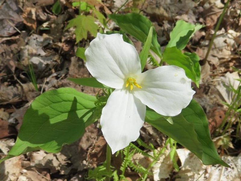 Trilliums and other wildflowers can be found at the Eastwood campground in the spring.