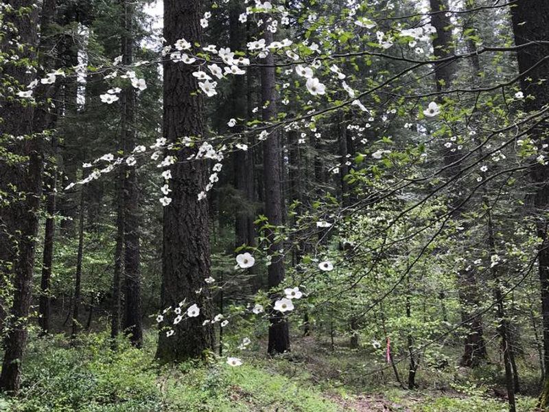 dogwood trees in the area