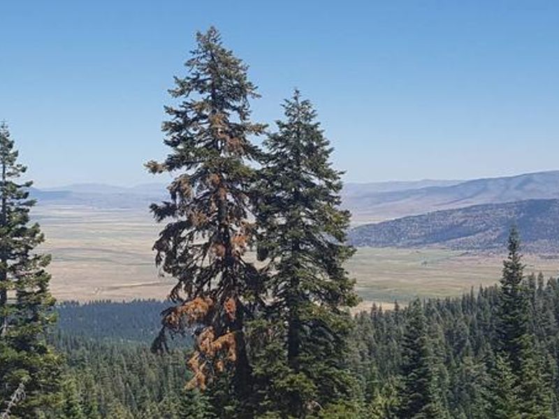 Yuba Pass view of Sierraville