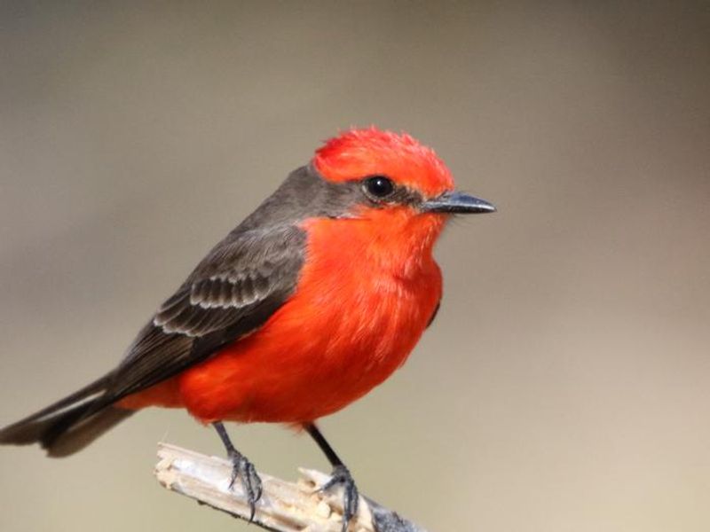 Rio Grande Village is the best birdwatching area in the park.