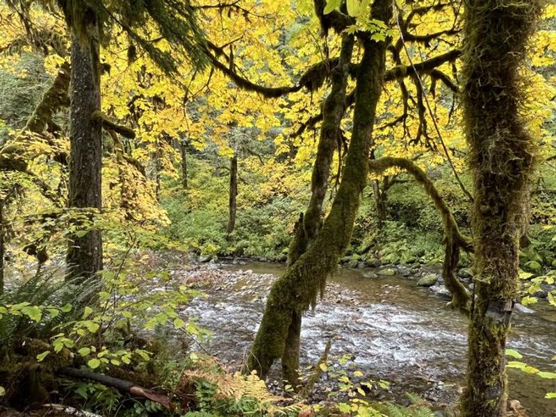 South Santiam River at the Yukwah Campground