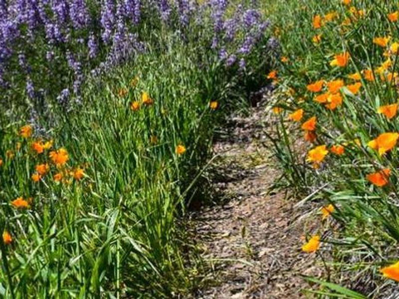 Los Padres National Forest
