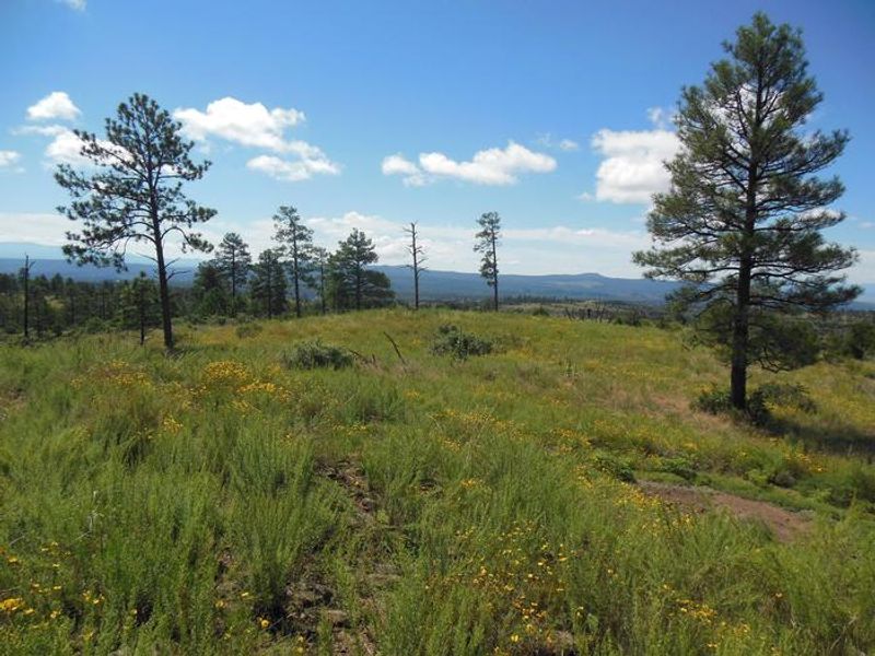 Ponderosa Group Campground is a short drive from other park trailheads where hikers can experience the high-country at Bandelier. 