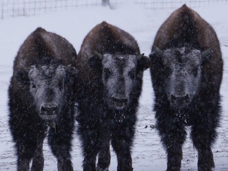 Fort Peck has a small bison herd.  These three were waiting out a winter storm.