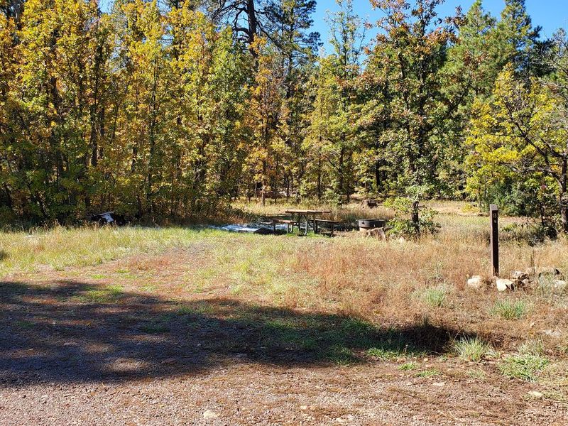 Trees at Double Springs