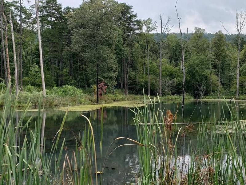 This is a very small pond on the Pocket Interpretive Trail.  A short spur trail leads from the main trail to this pond.