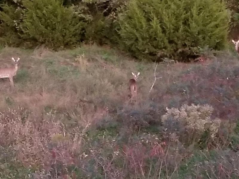 White-tailed deer at Elk City Lake