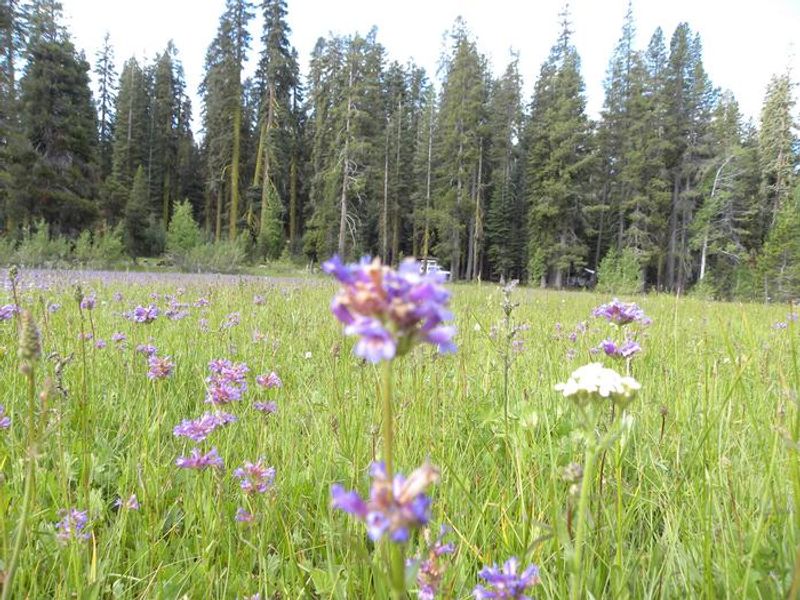 Meadow at Yuba Pass Campground