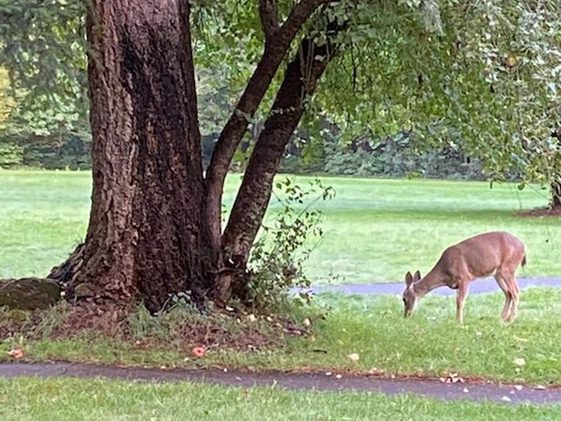 Deer eating apples from apple tree in Group Picnic Area. 