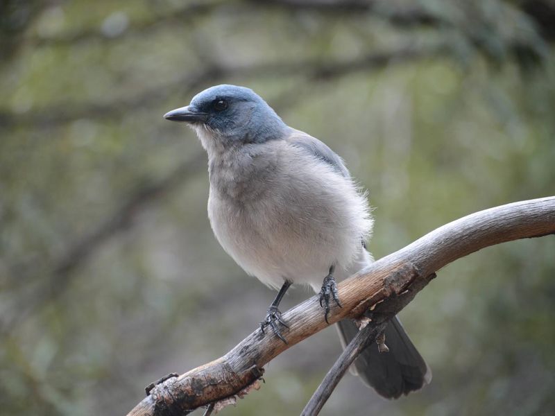 Mexican Jay