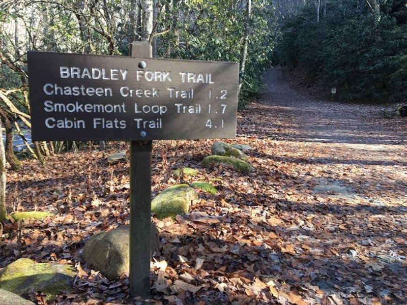 The Bradley Fork trail, which begins at the back of the D-Loop, is a perfect hike for anyone. It can be used for an easy walk along the creek or take you on a multi-day backcountry adventure! 