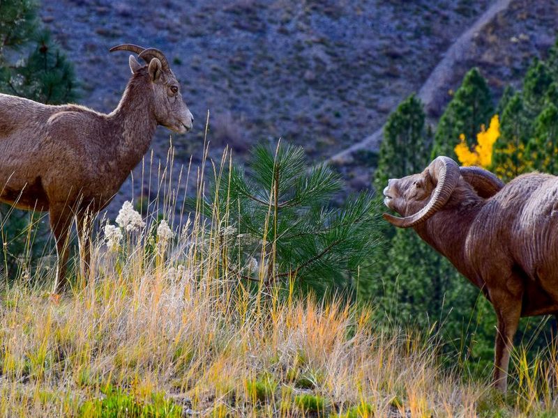 Bighorn Sheep just below the dam on Painted Rocks Lake
