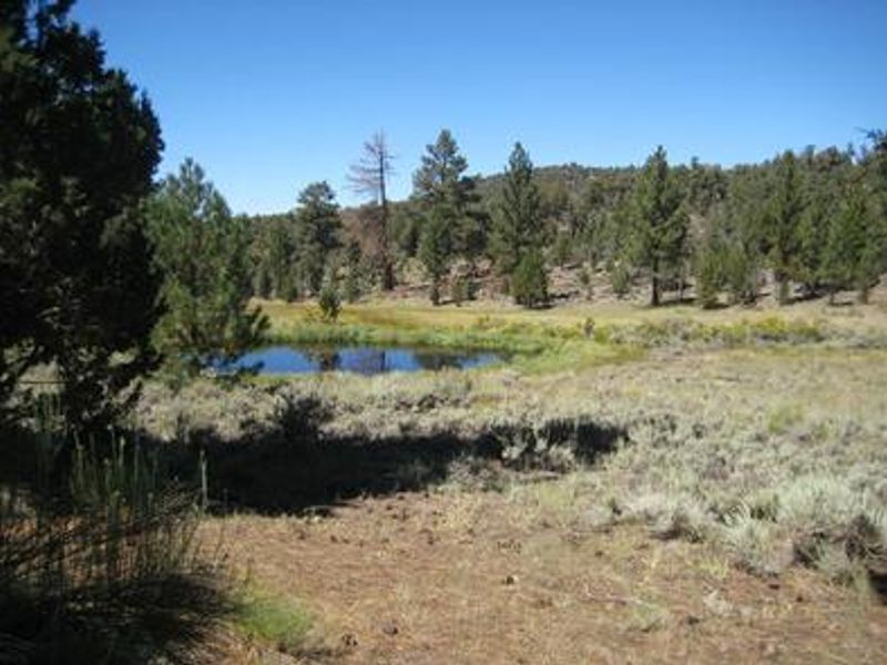 View from Juniper Springs Group Campground