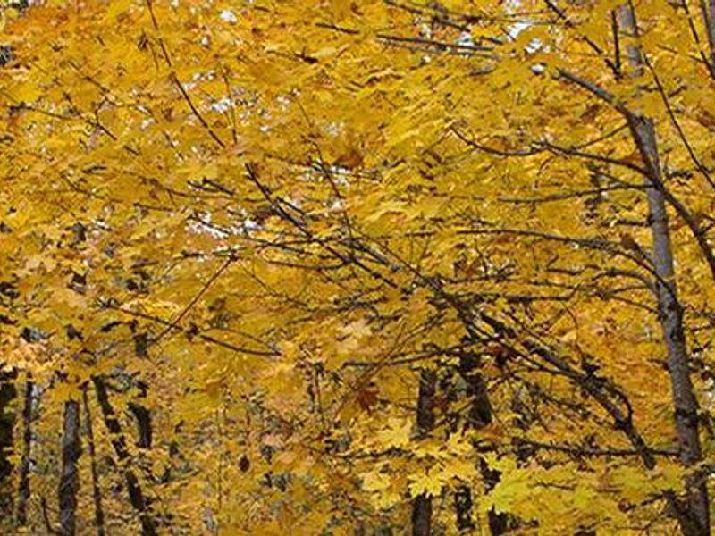 Beaver Campground in fall