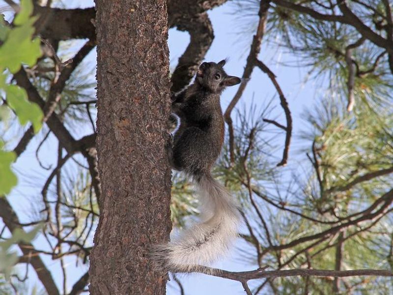 Kaibab Squirrels are endemic to the North Rim and are a special treat to see in the North Rim Campground
