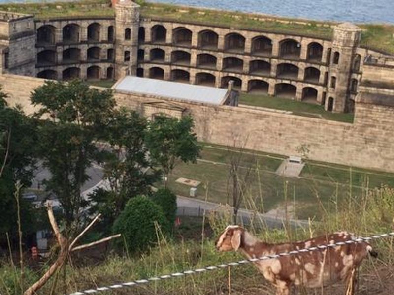 Camp Staff, Ranger-led tours of fortifications and summer goat talk programs